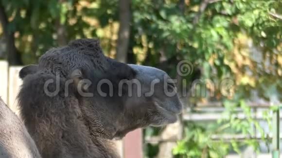 夏天一只灰色的大骆驼在动物园里慢慢地转过头来视频的预览图
