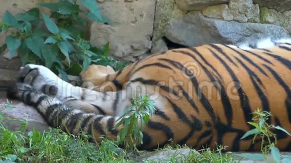 一只大老虎睡在山洞里在懒懒中摇着故事视频的预览图