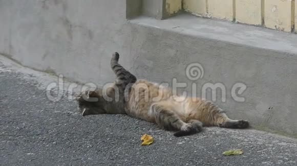 一只滑稽的猫躺在背上张开它的后爪视频的预览图