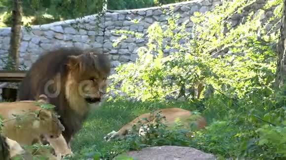 一只狮子和它的雌性在动物园里进行着巨大的娱乐活动视频的预览图