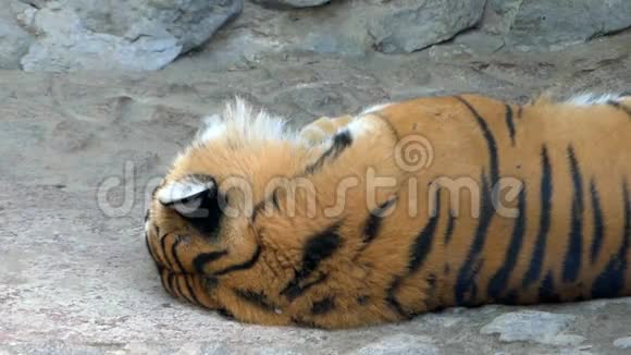 阳光明媚的一天一只熟睡的条纹老虎睡在动物园的岩石洞穴里视频的预览图