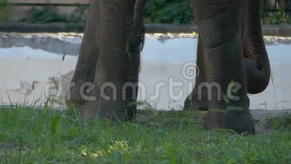 一只大象的细尾巴和它的大腿在湖岸上视频的预览图