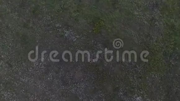 无人机在空中旋转在田野里拍摄花朵视频的预览图