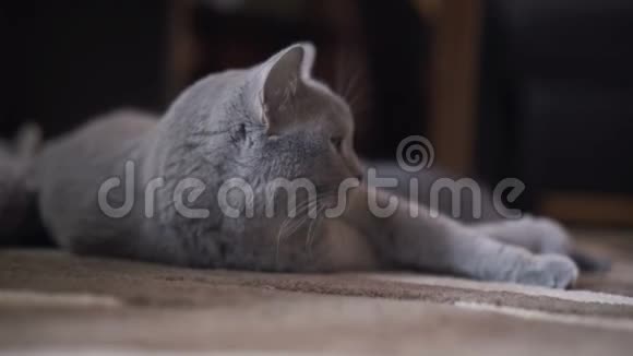 可爱顽皮的苏格兰折叠猫躺在镜头前的画像视频的预览图