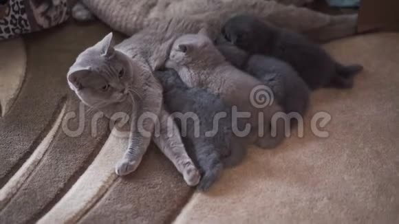 可爱的苏格兰直猫喂四只猫的肖像视频的预览图