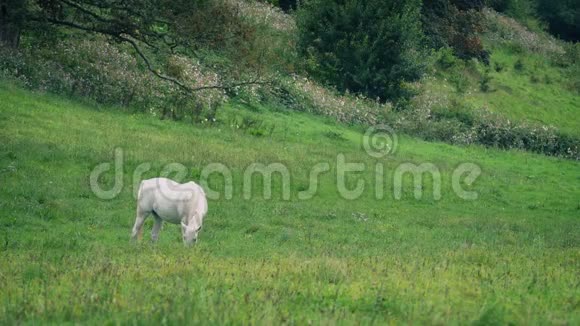 白马在草地上放牧视频的预览图