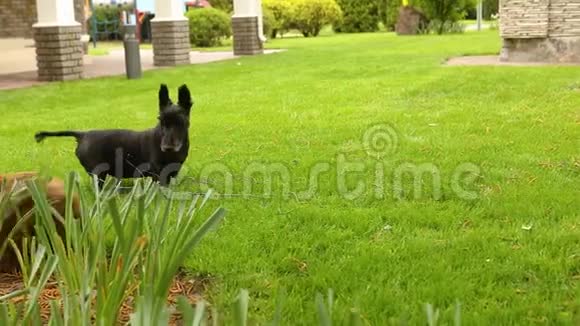 达春德和一只苏格兰猎犬在草地上玩耍两只狗在绿色的草坪上玩耍视频的预览图