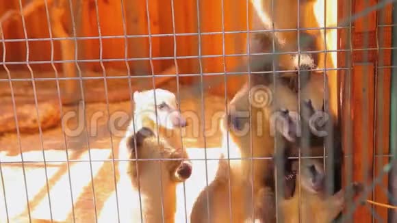 在笼子里喂猫在动物园里觅食视频的预览图