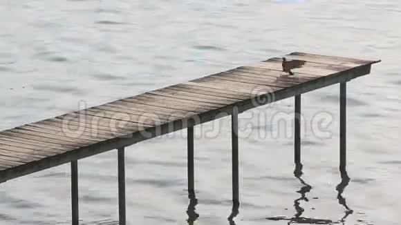 鸽子降落在码头上视频的预览图