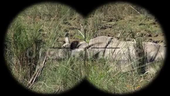 印度一角犀牛犀牛独角兽通过望远镜看到观赏野生动物狩猎视频的预览图