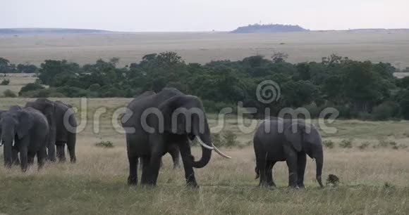 非洲象非洲象热带草原群肯尼亚马赛马拉公园实时视频的预览图