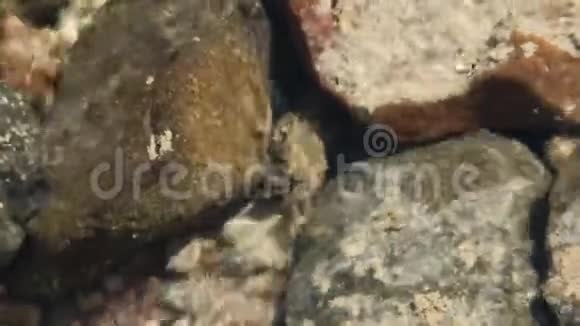 小螃蟹躲在石头和海浪之间海洋动物视频的预览图