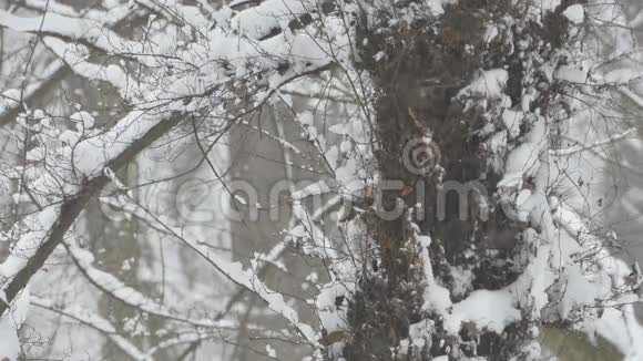 雪树和植被视频的预览图