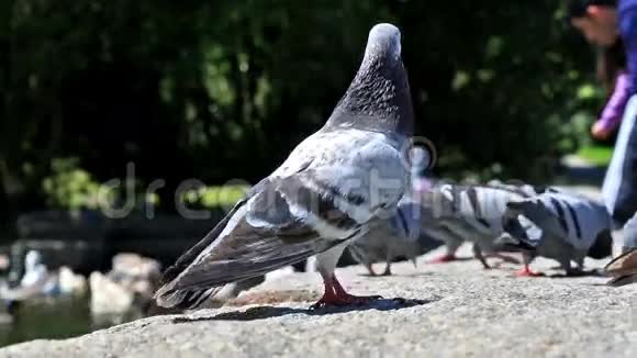 城市鸽子的爱视频的预览图