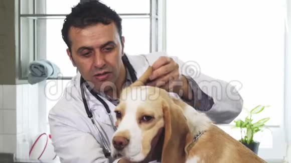 成熟的男性专业兽医在诊所检查一只狗的耳朵视频的预览图