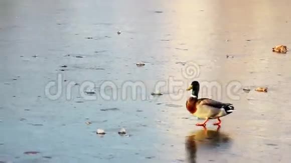 在冰上鸭子视频的预览图
