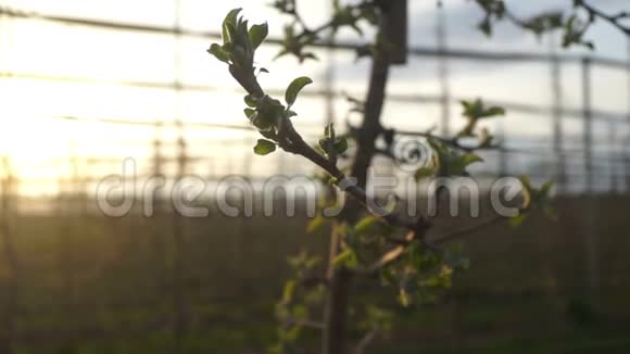 苹果树种夏天视频的预览图