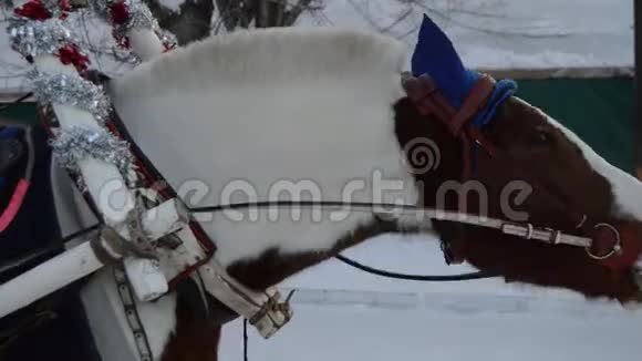棕色马首马具和点头冬天雪视频的预览图