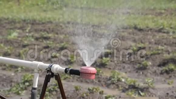 喷灌的浇花园辅料进行浇水视频的预览图