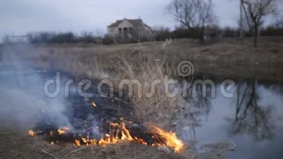 自然灾害火灾摧毁沼泽河岸的甘蔗草和灌木视频的预览图