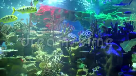 五颜六色的水族馆美丽的鹦鹉鱼在海洋珊瑚中游泳视频的预览图