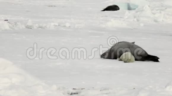 俄罗斯白冰海母亲附近的新生海豹视频的预览图