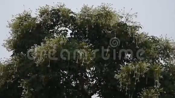 软木树花带雨视频的预览图