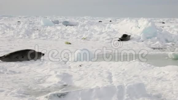 俄罗斯白冰海母亲附近的新生海豹视频的预览图