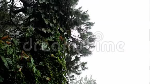 雨雾树木和植被的薄雾背景或标题视频视频的预览图