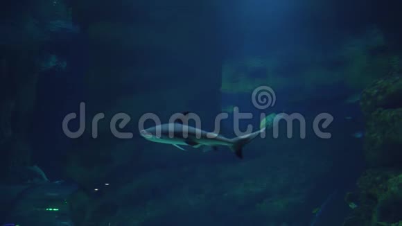 海洋水族馆中的黑鳍鲨视频的预览图