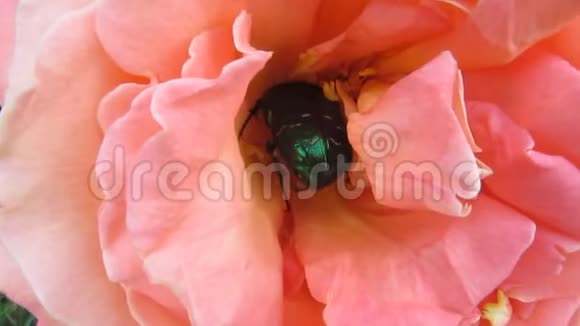 一只巨大的绿甲虫正忙着处理它在一个精致的粉红色玫瑰花蕾19年代的事务视频的预览图