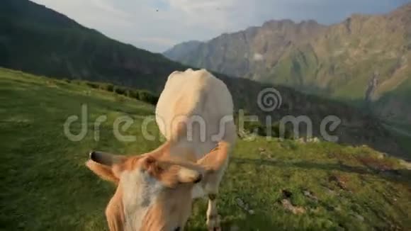 红牛在山地牧场放牧视频的预览图