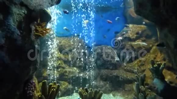 明亮的热带鱼在纯净水中游泳氧气气泡上升视频的预览图
