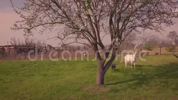 绿色草地上有趣的小狗和山羊视频的预览图