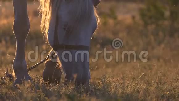 在美丽的日落时令人惊叹的白马在草地上放牧视频的预览图