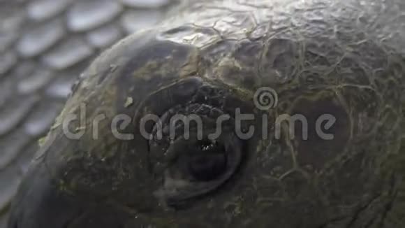 巨大的龟眼视频的预览图
