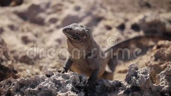 石头上的灰鬣蜥视频的预览图