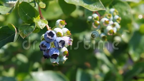 蓝莓正在灌木上成熟树枝上的浆果视频的预览图