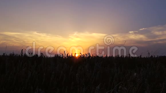 日落有大麦场拍摄时间推移视频的预览图