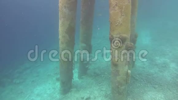博内尔岛上的珊瑚和鱼视频的预览图