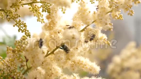 各种昆虫从树枝上盛开的黄色花朵中采集花蜜特写镜头树枝上的白花是视频的预览图