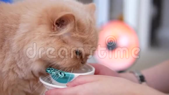 波斯猫喝水视频的预览图