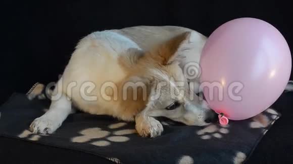 小狗玩气球粉红色黑色背景视频的预览图