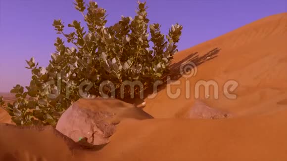 生长在沙漠中的沙地丘陵上的绿色灌木沙质沙漠中的绿色植物视频的预览图