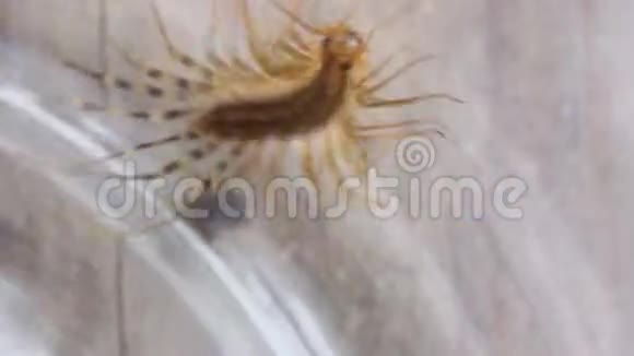 节肢动物是一种普通的捕蝇器是一种来自节肢动物的蜈蚣视频的预览图