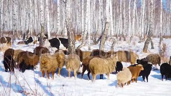 一群山羊正穿过白雪覆盖的森林寻找食物视频的预览图