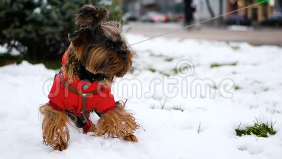 一只穿着夹克的小狗站在雪地上向远处望去家宠物在冬天散步视频的预览图