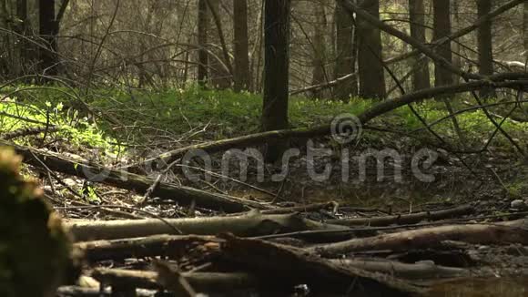 120英尺女人经过一条森林小溪斯堪的纳维亚人散步视频的预览图