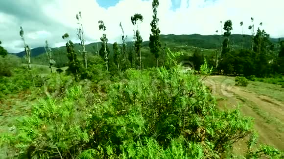 山中的植物随风起舞山中的植物在空中飞舞视频的预览图