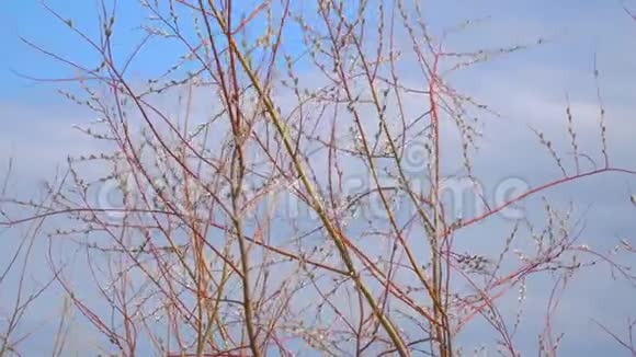柳树的枝条有蓬松的芽视频的预览图